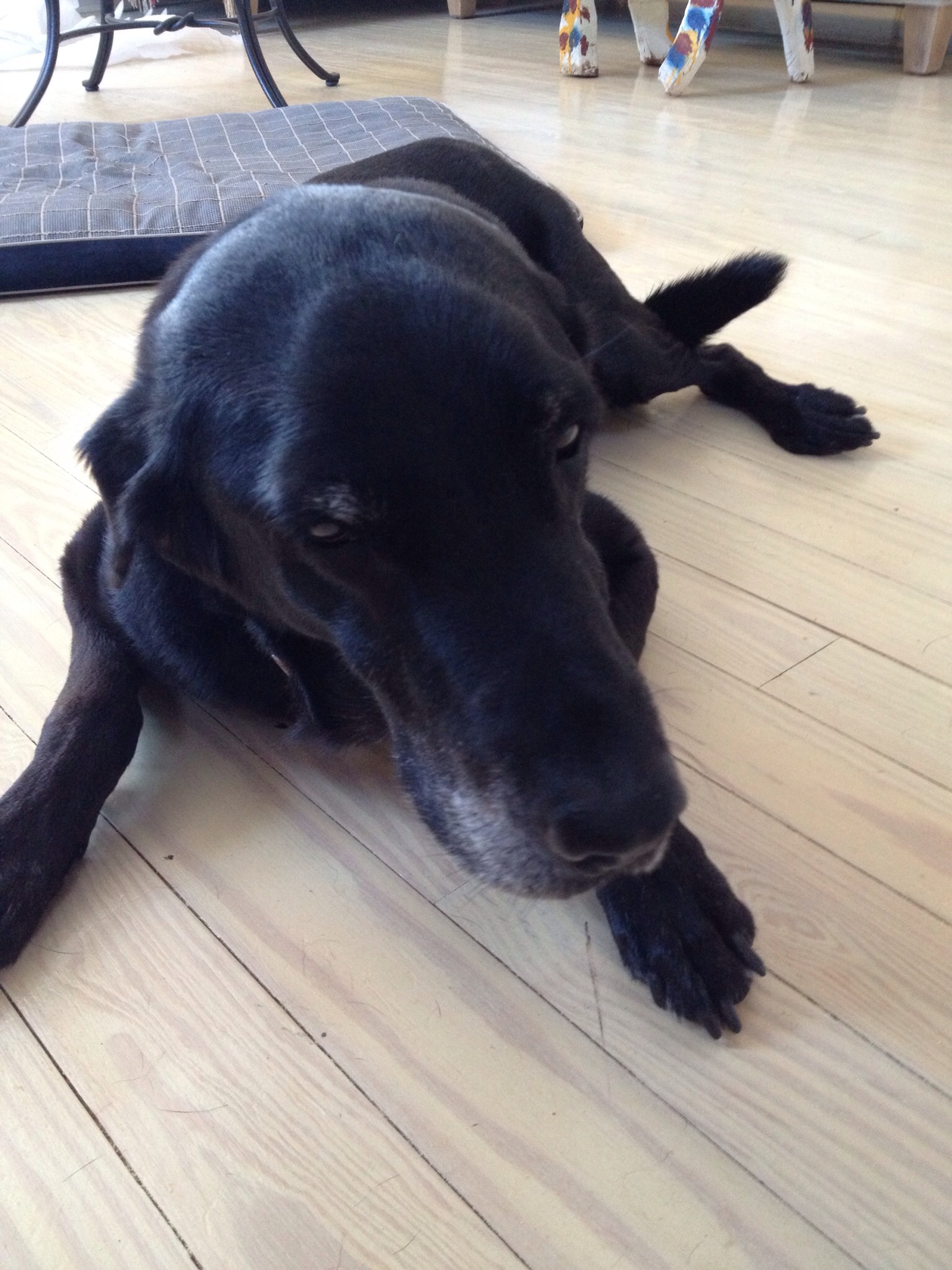 HOW OUR SWEET LAB, BOSCO, BROUGHT US TO WOODVILLE thebuzzatstudio137