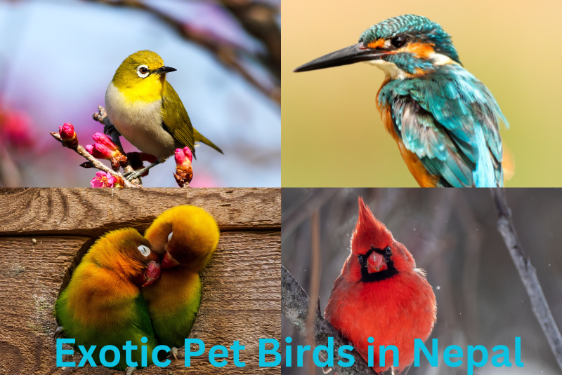 Exotic Pet Birds in Nepal The Buzz Nepal