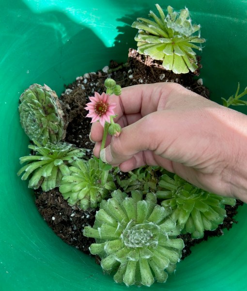 What are monocarpic succulents? THE CACTIQUE BLOG