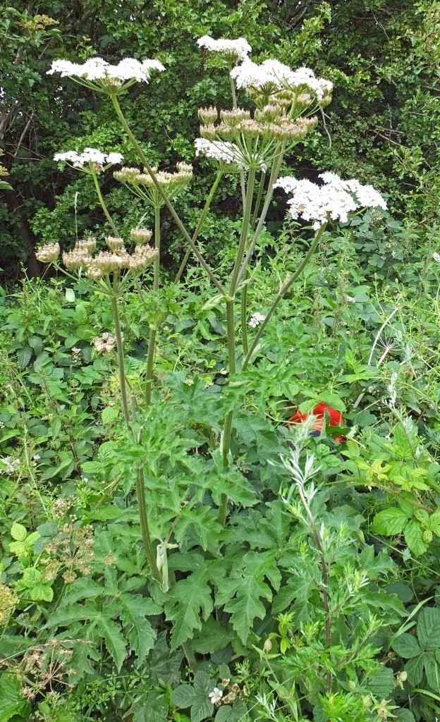 Common Hogweed RCHS
