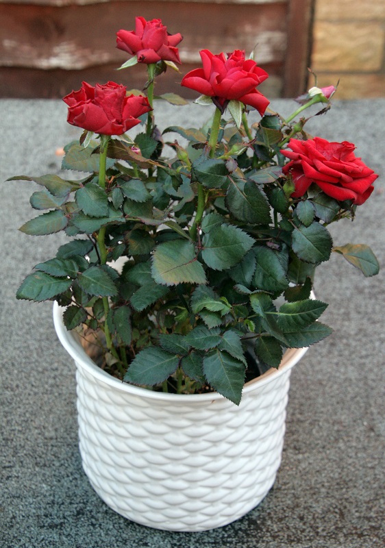 Christmas House Plants RCHS