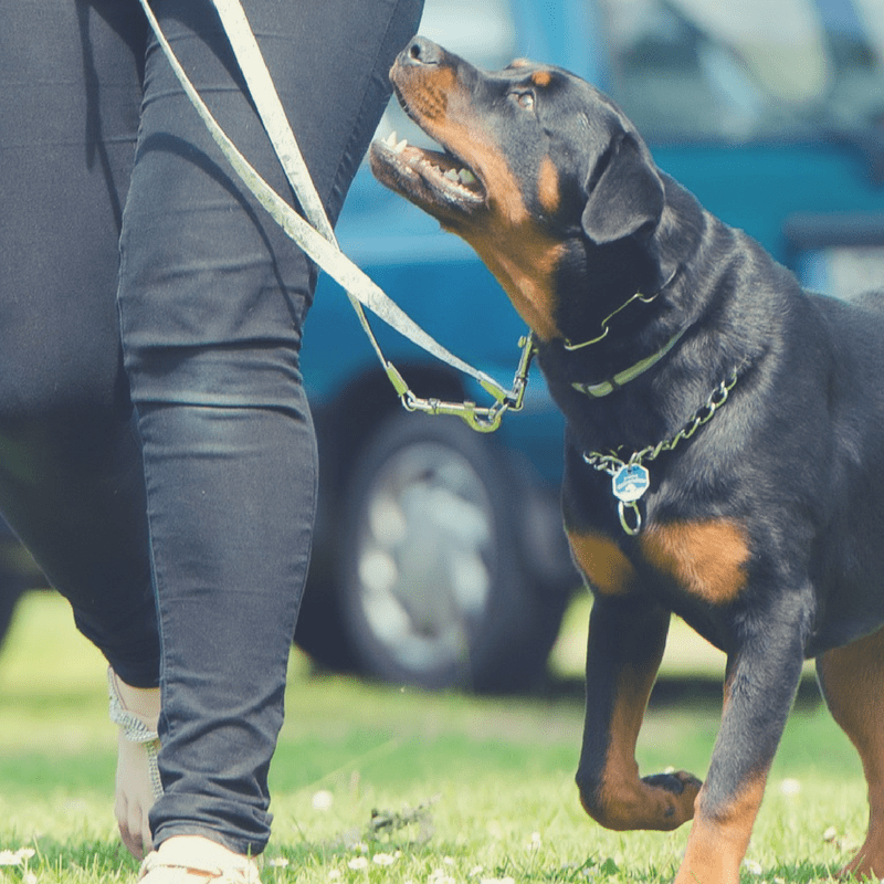 Private Dog Training Sessions. The Calm K9 Orlando Florida Dog Trainer