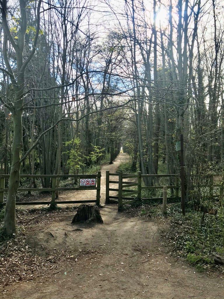 Gog Magog Hills Wandlebury and Magog Down The Cambridge Placebook