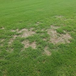 Urea In DEF Fluid: Can DEF Be Used As Fertilizer? (Guide)