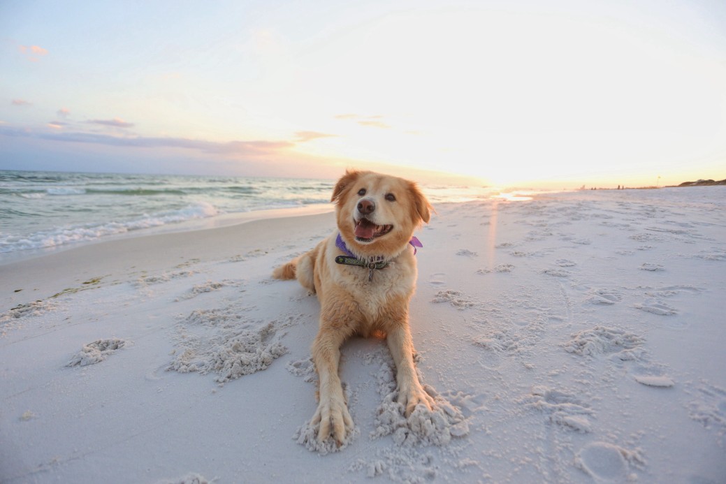 What Delaware Beaches Allow Dogs