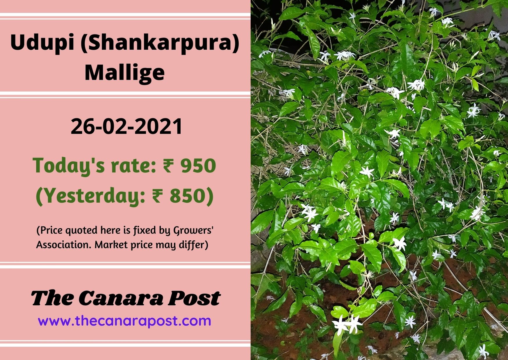 Udupi Jasmine Market Feb 26 The Canara Post