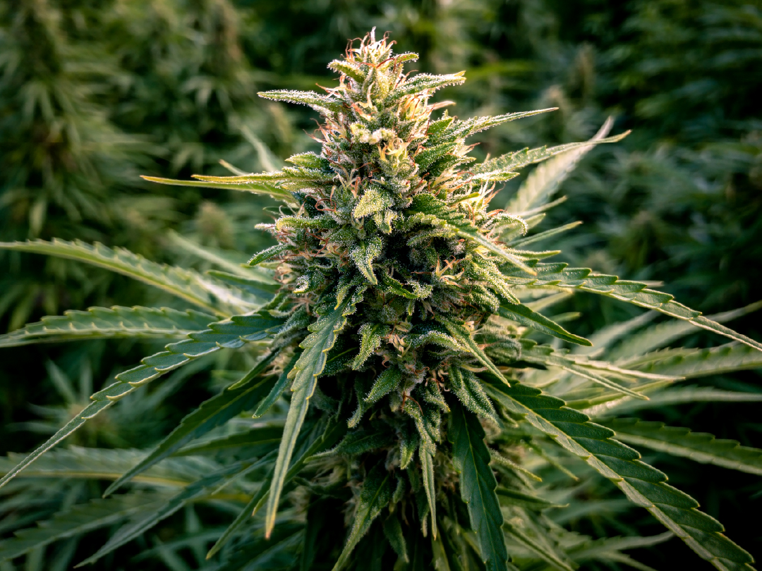 The Canna Consortium Connected. Trusted. Commited.