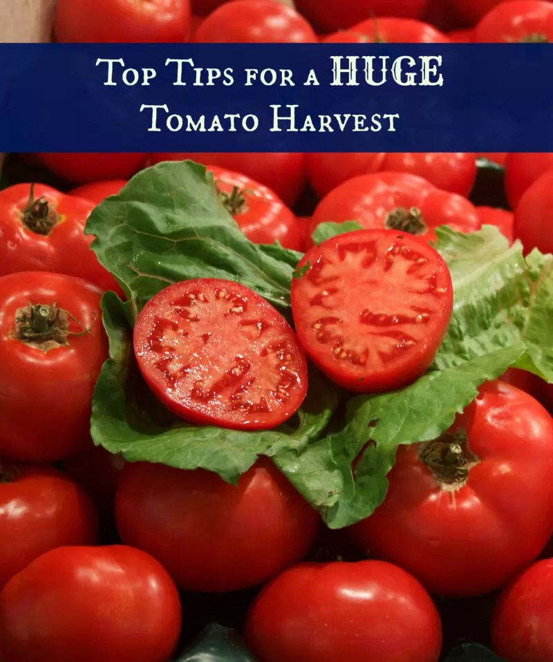 Top Tips for Huge Tomato Harvest