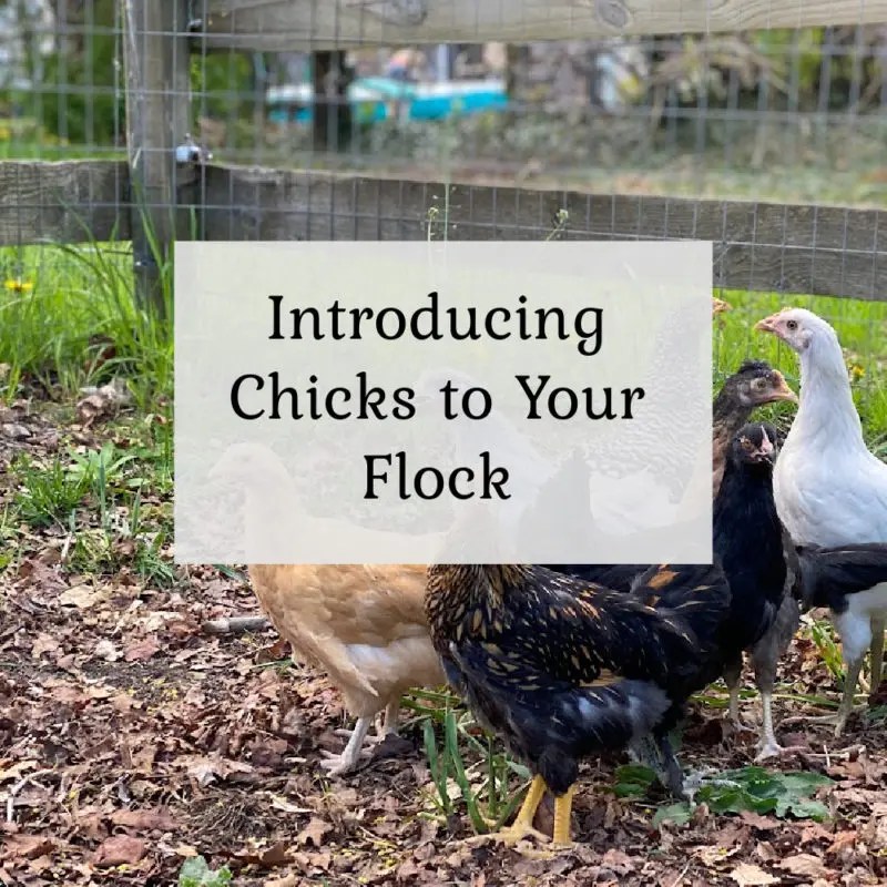 Introducing chicks to your flock