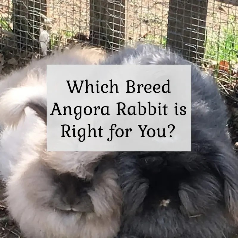 English Angora Rabbits