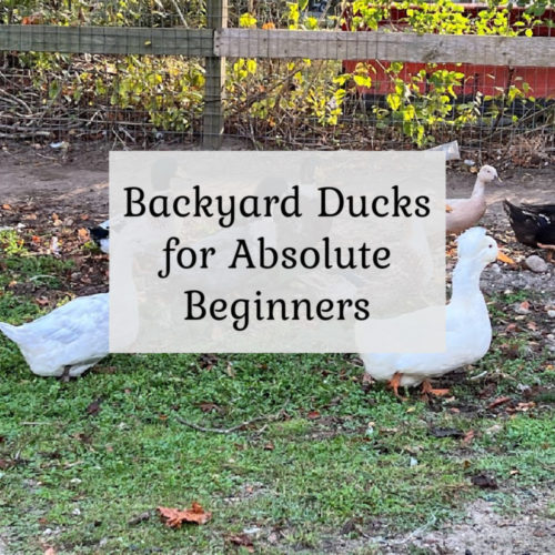 Backyard Ducks The Cape Coop