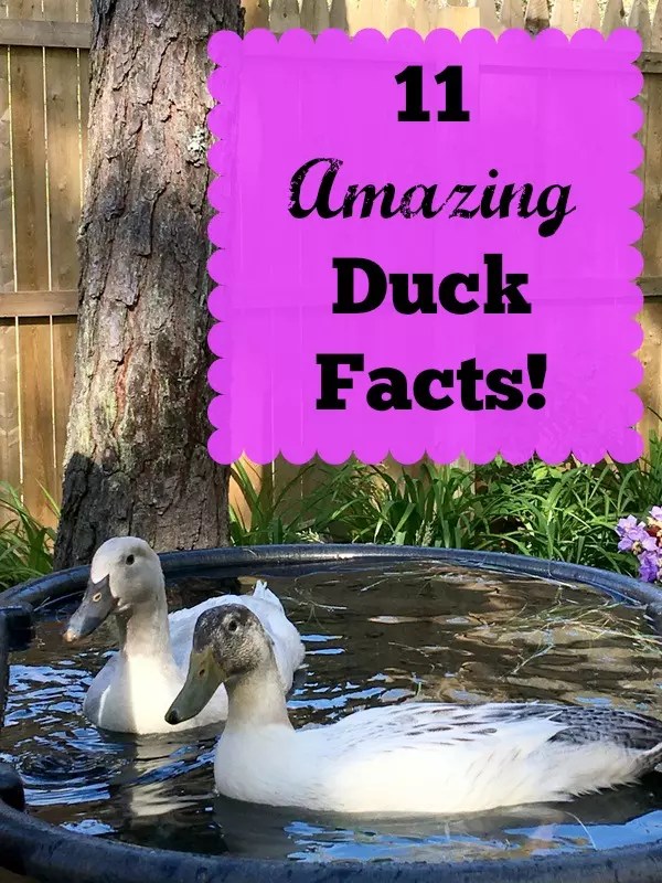 11 Amazing Duck Facts! The Cape Coop