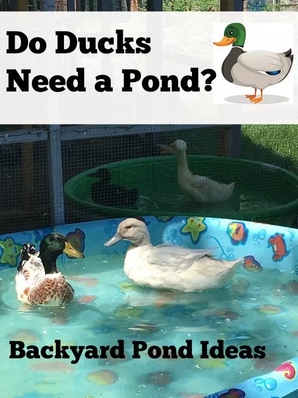 Do Ducks Need a Pond? Duck Pond Ideas The Cape Coop