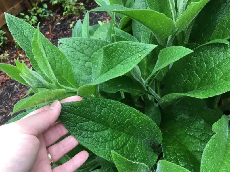 Comfrey what is it & why you should grow it The Cape Coop