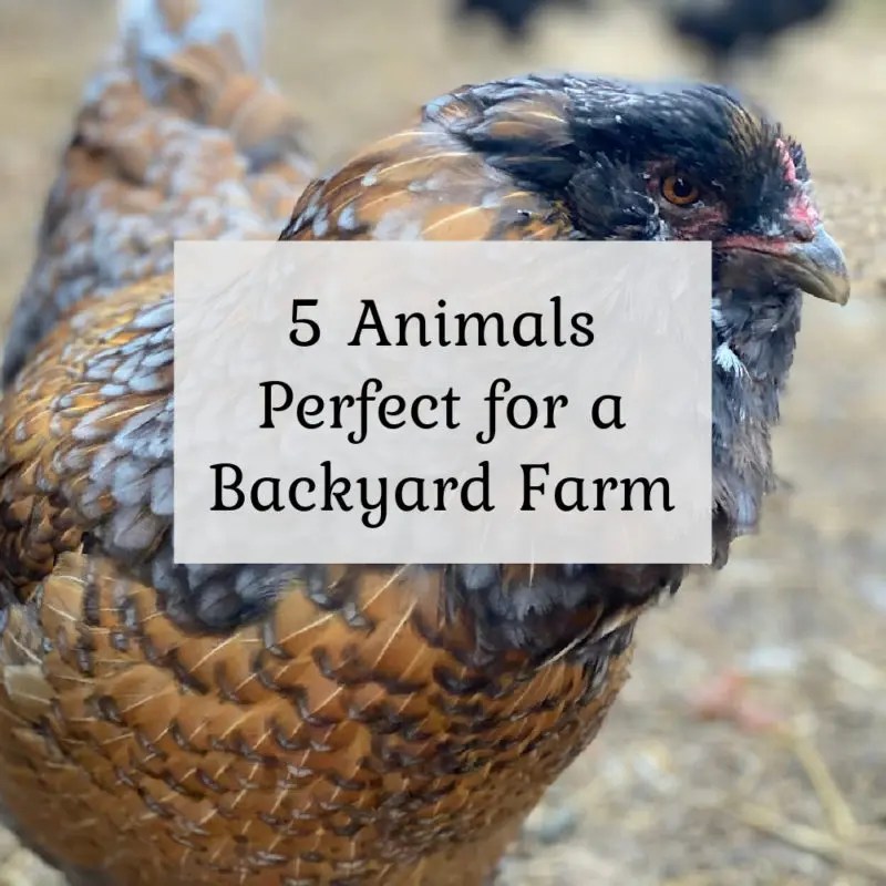 5 Farm Animals Perfect for your Backyard Farm The Cape Coop