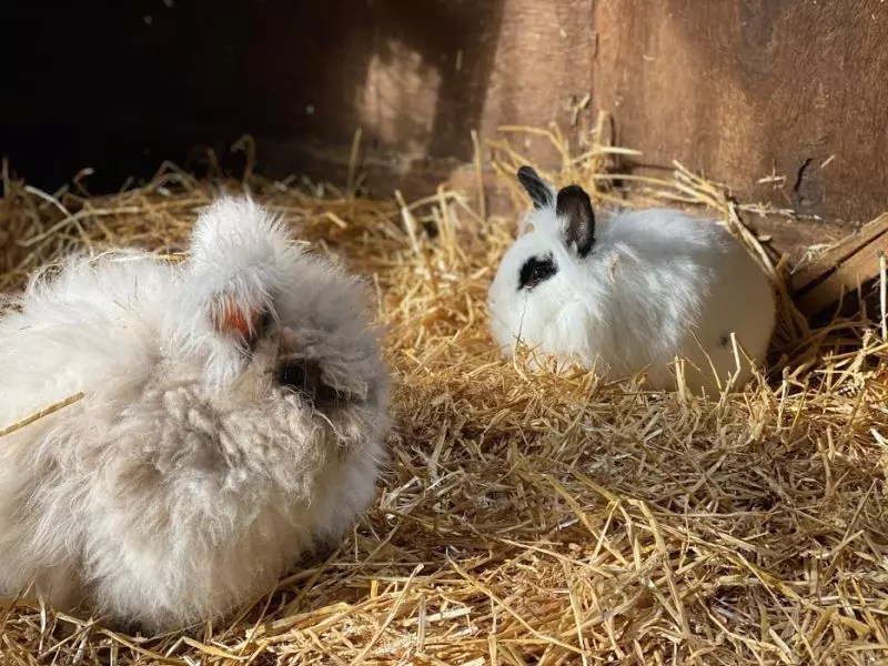 Colony Raised Rabbits The Cape Coop