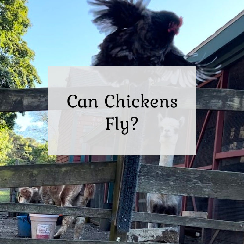 Can Chickens Fly? The Cape Coop