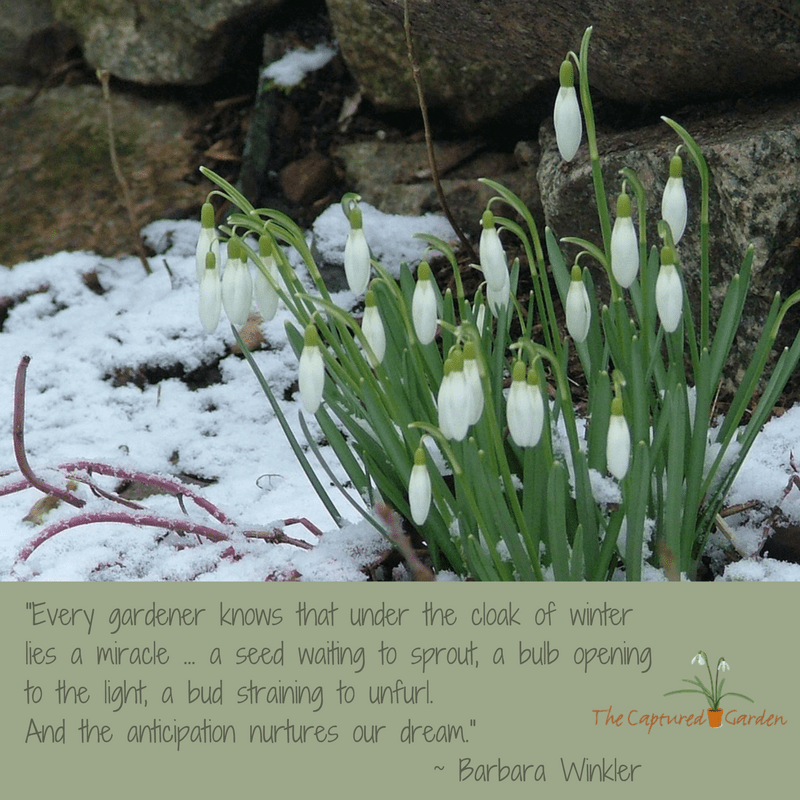 Category » Garden Quotes « The Captured Garden