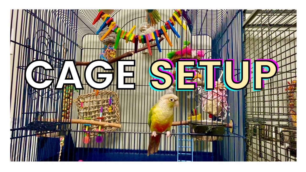 The Best Liner To Use In Your Parrot Cage