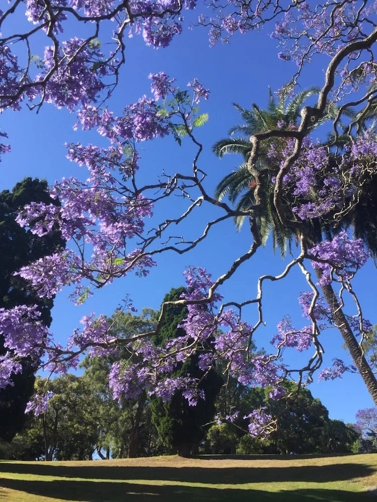 Guide To Enjoy The Beauty Of Australia's Jacaranda Season