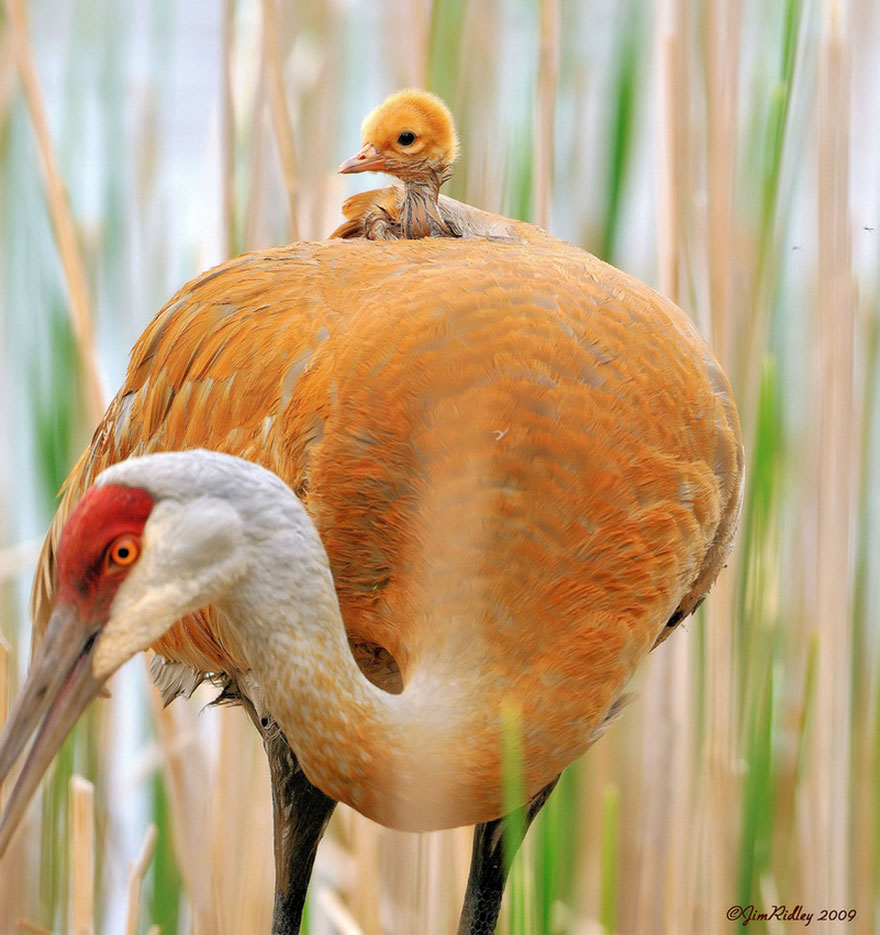 Maternal Instinct in the Wild The Casual Observer