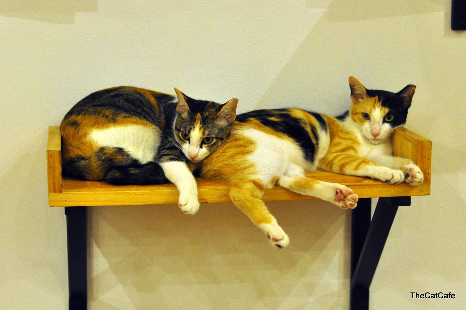 7 reasons to adopt a cat instead of buying one The Cat Cafe