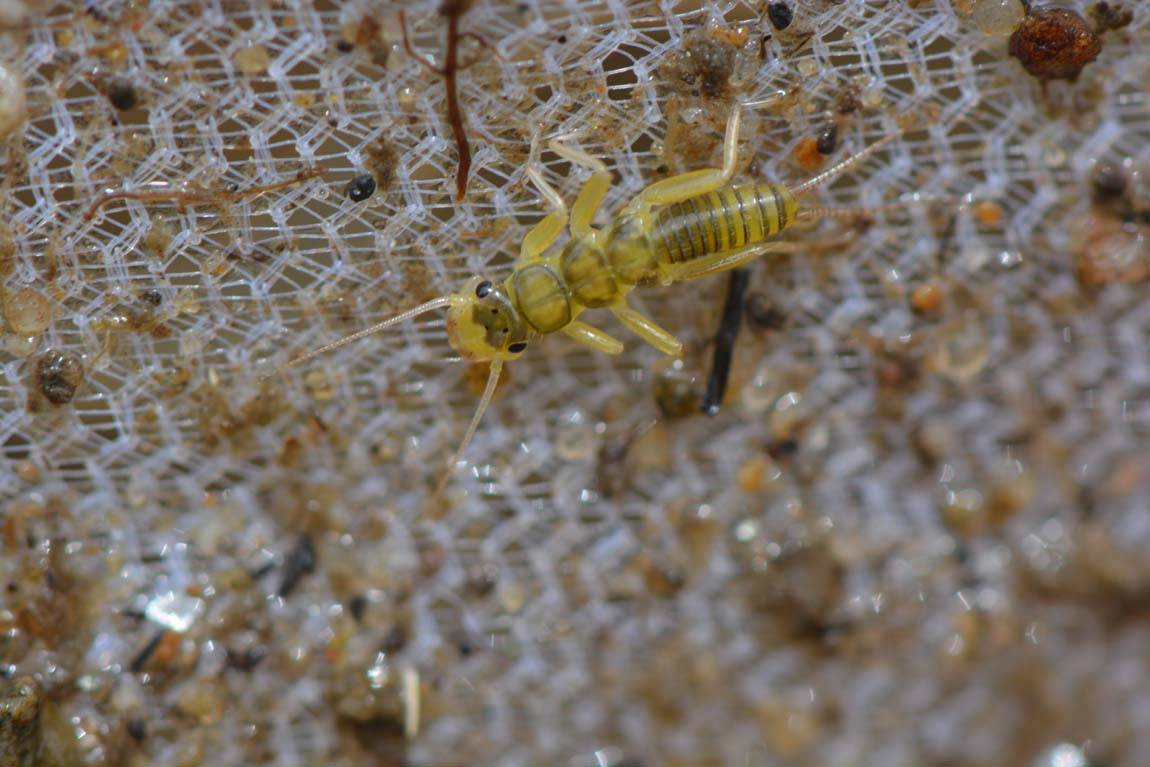 Fly Fishing Entomology Quiz The Catch and The Hatch