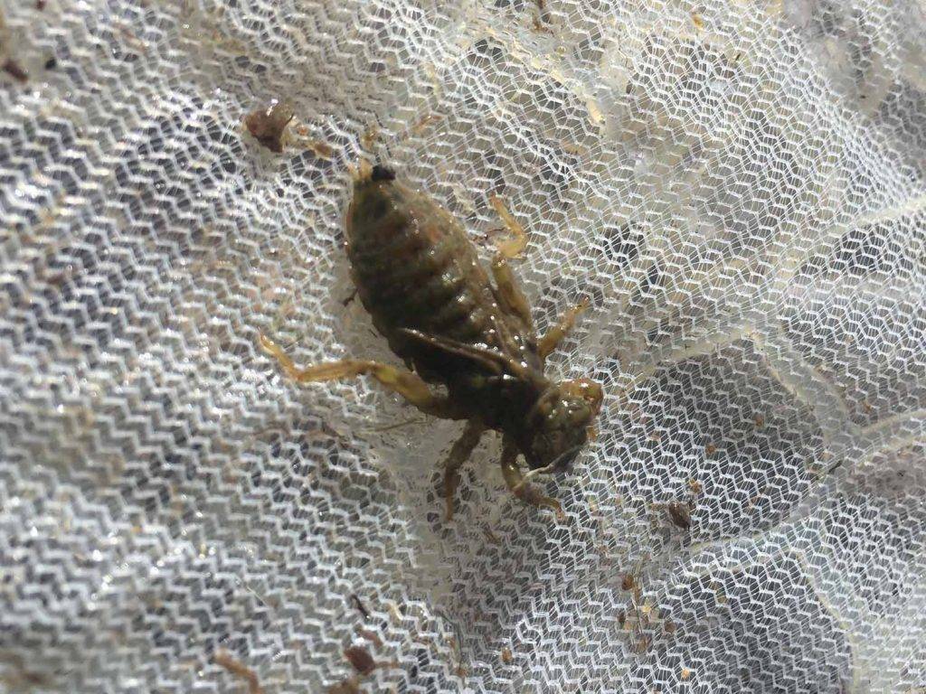 Fly Fishing Entomology Quiz The Catch and The Hatch