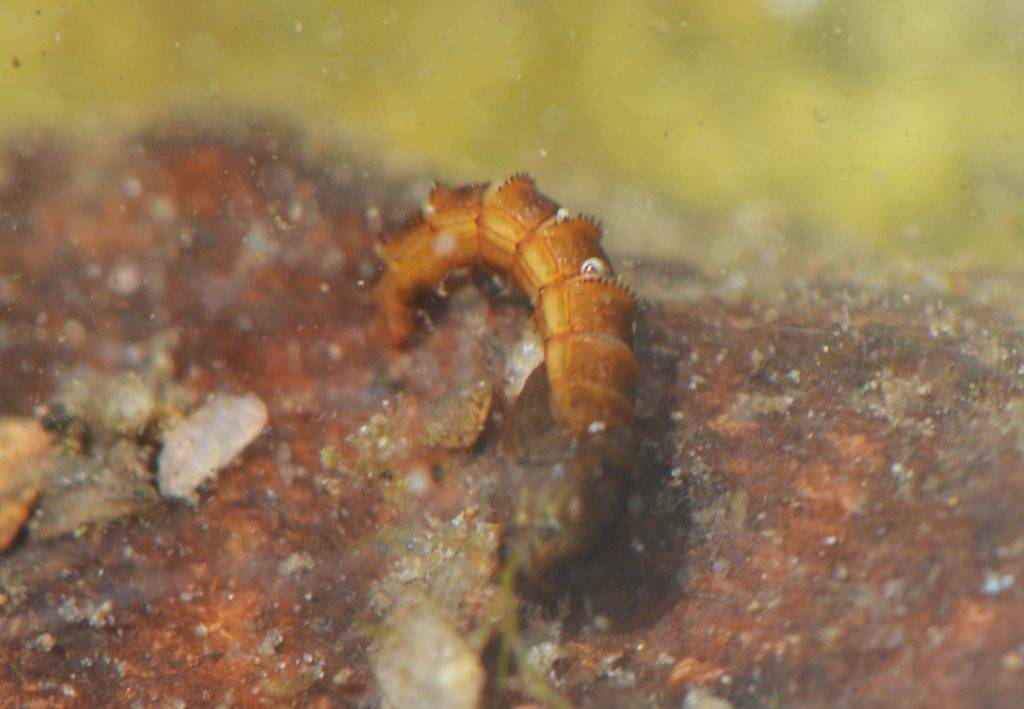 Fly Fishing Entomology Quiz The Catch and The Hatch