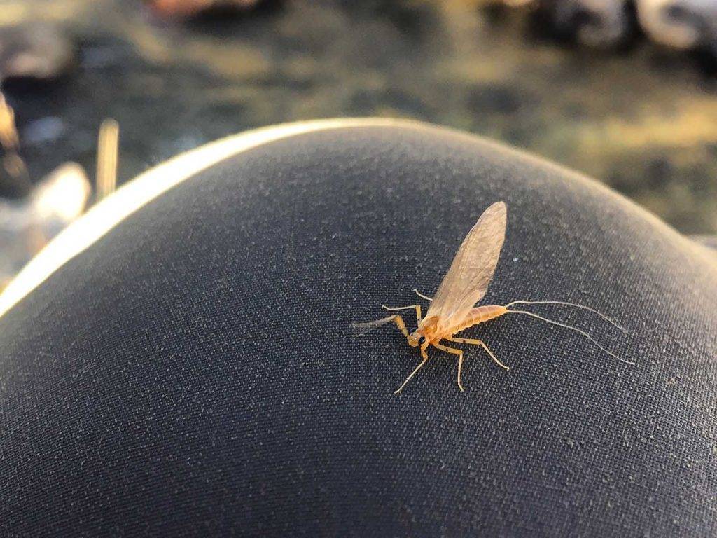 Fly Fishing Entomology Quiz The Catch and The Hatch