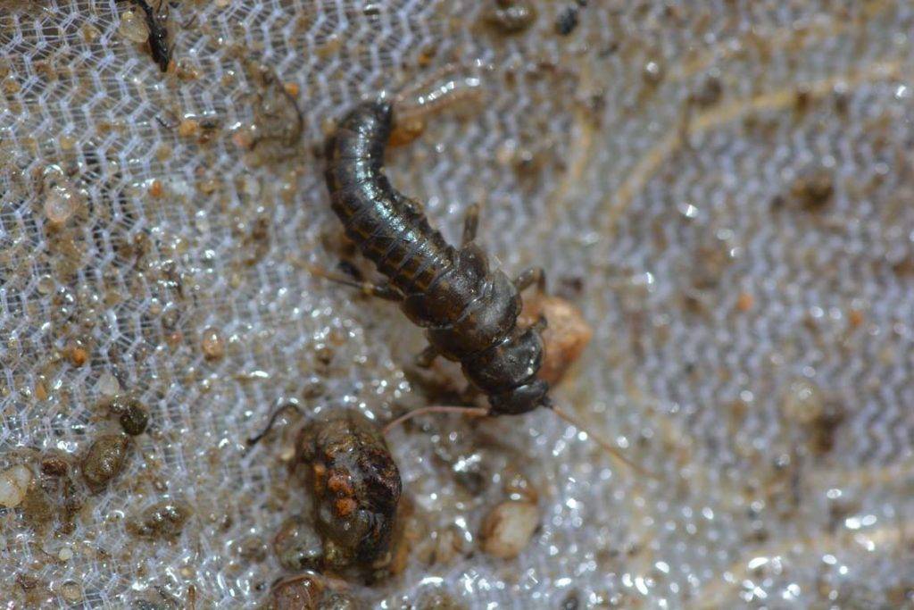 Fly Fishing Entomology Quiz The Catch and The Hatch