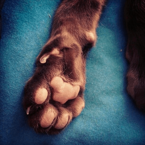 Pawmestry the art of reading toe beans The Cat Connection