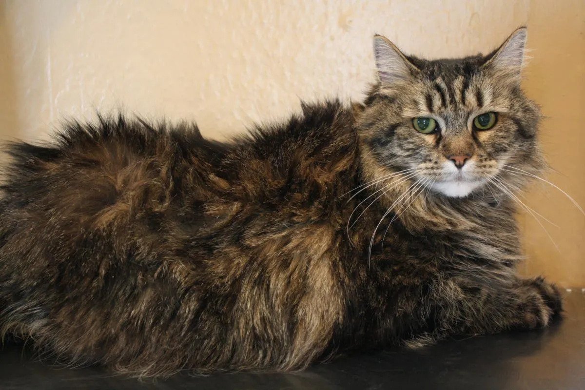 Why Has My Cats Fur Gone Lumpy