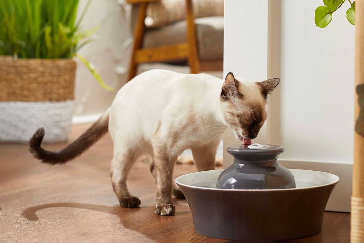 Why Do Cats Knock Over Water Exploring the Curious Behavior