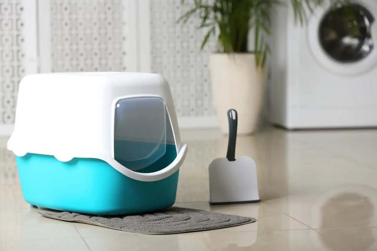 Litter Boxes and Gear The Cat Litter Expert