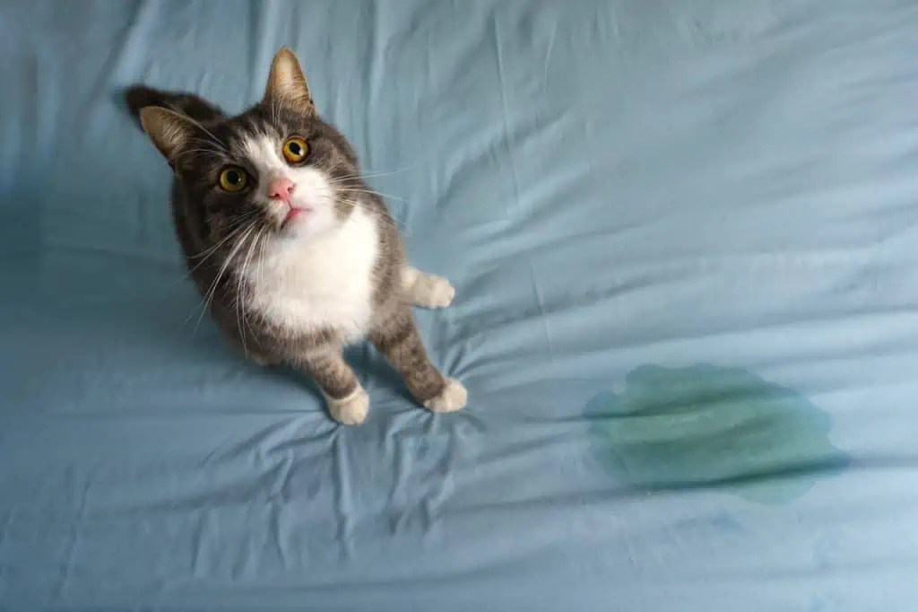 Why Is My Cat Not Using the Litter Box? Common Reasons and Solutions