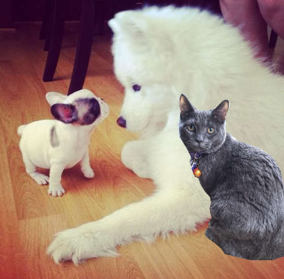 DOGS VS. CAT POEM & THANKFULS The Cat On My Head