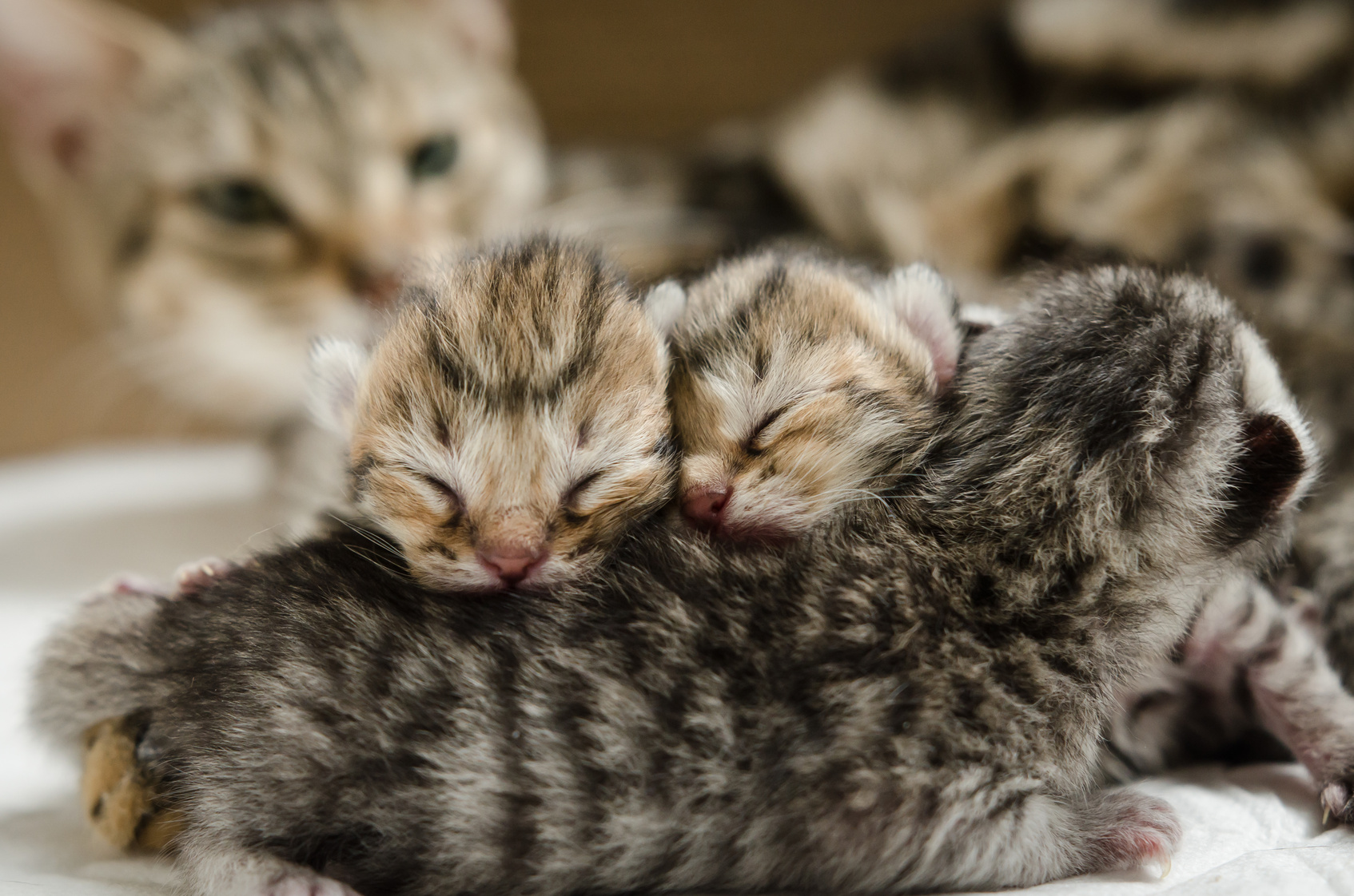 Help! My Cat Is Having Kittens! TheCatSite