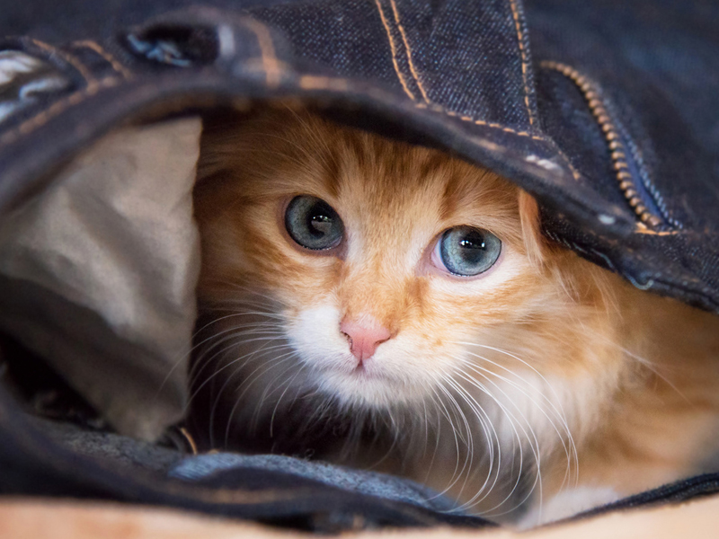 How To Get A Cat To Come Out Of Hiding? TheCatSite