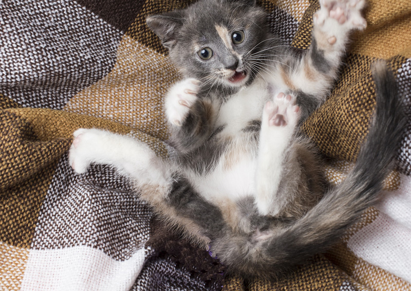 Why Does My Cat Chase Its Own Tail? TheCatSite