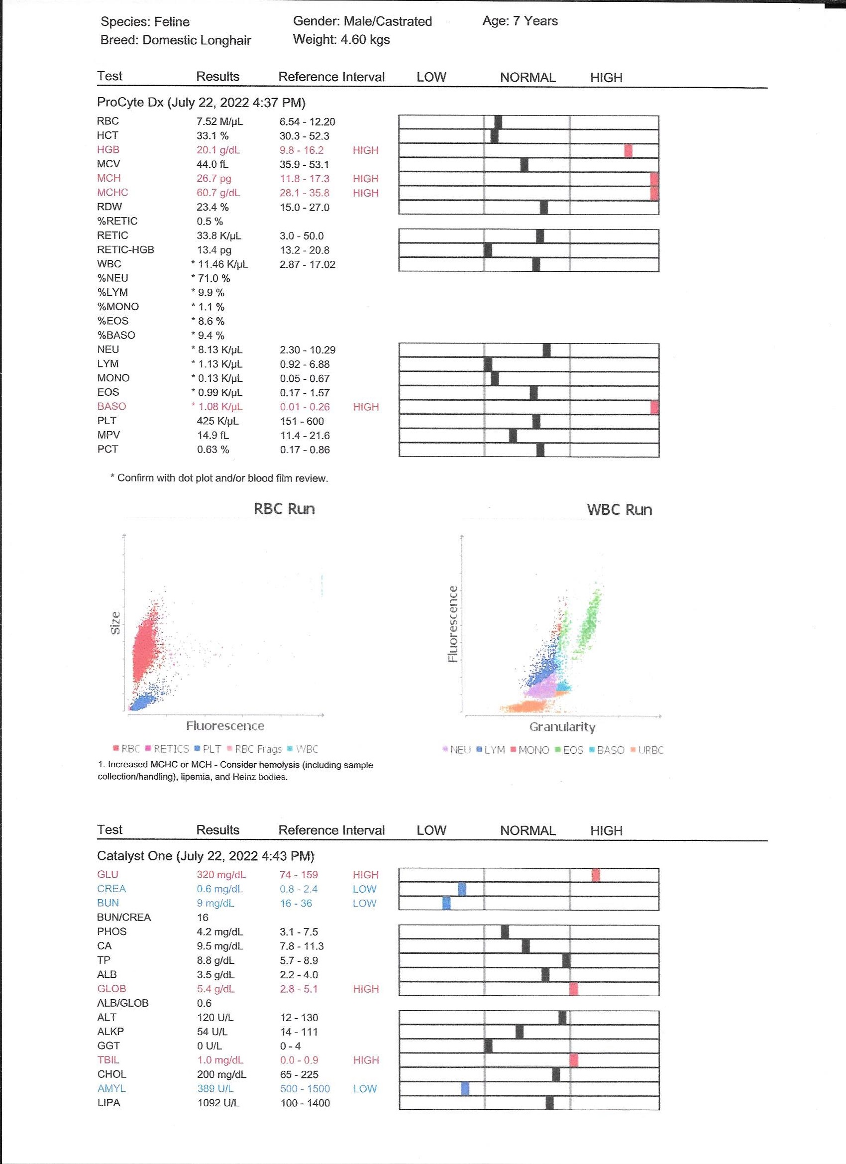 My cat is not feeling well TheCatSite