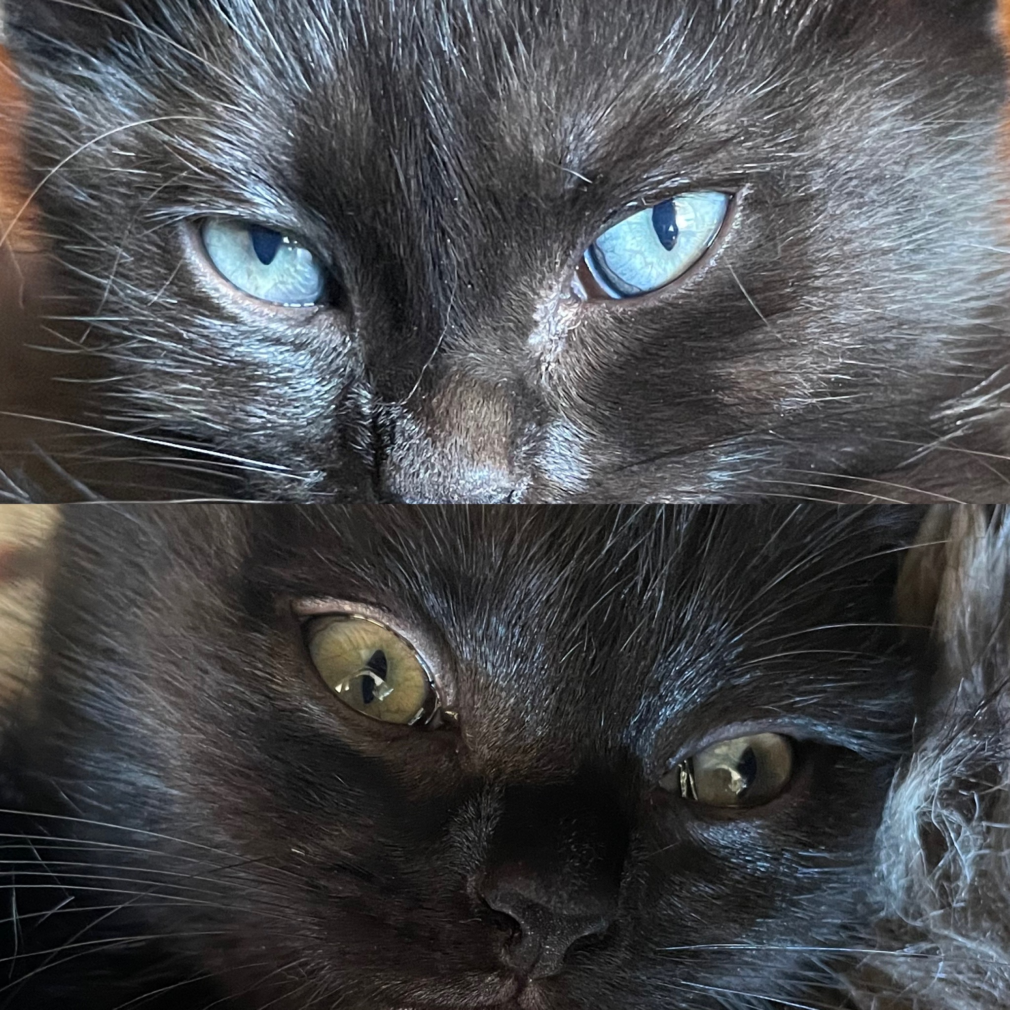 Oddoneout black kitten different coloured eyes TheCatSite