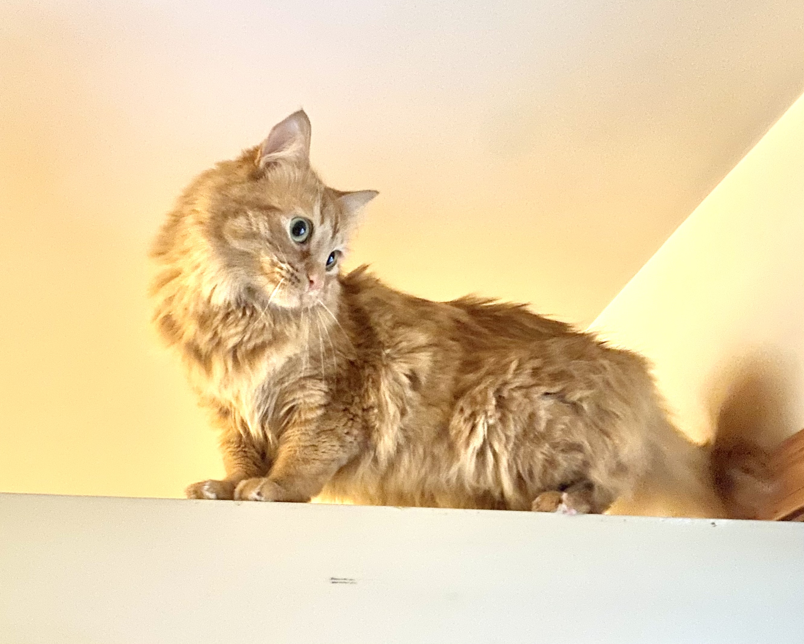 Rescued Barn Cat may resemble Maine Coon? TheCatSite