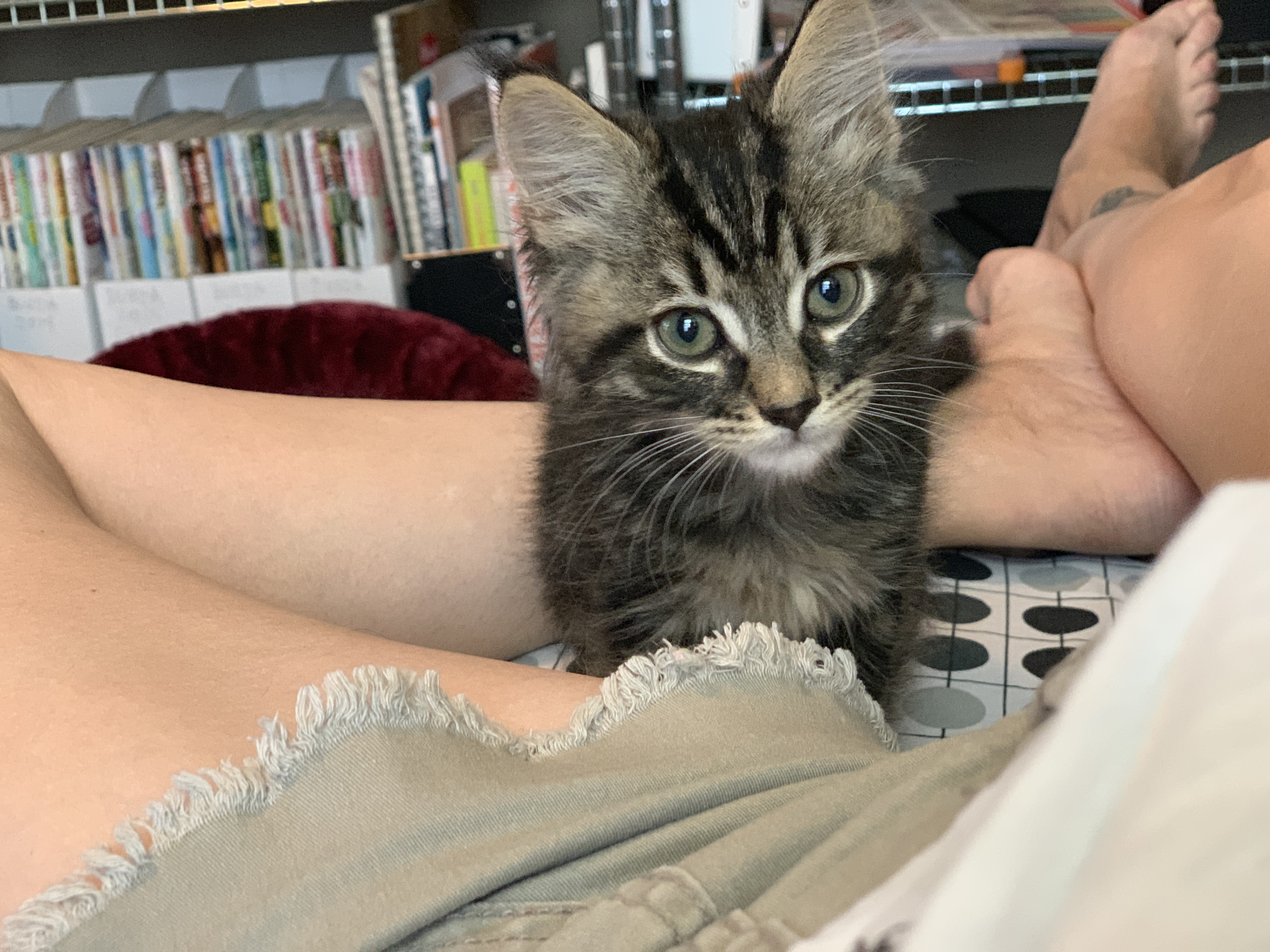 Meet Ollie TheCatSite