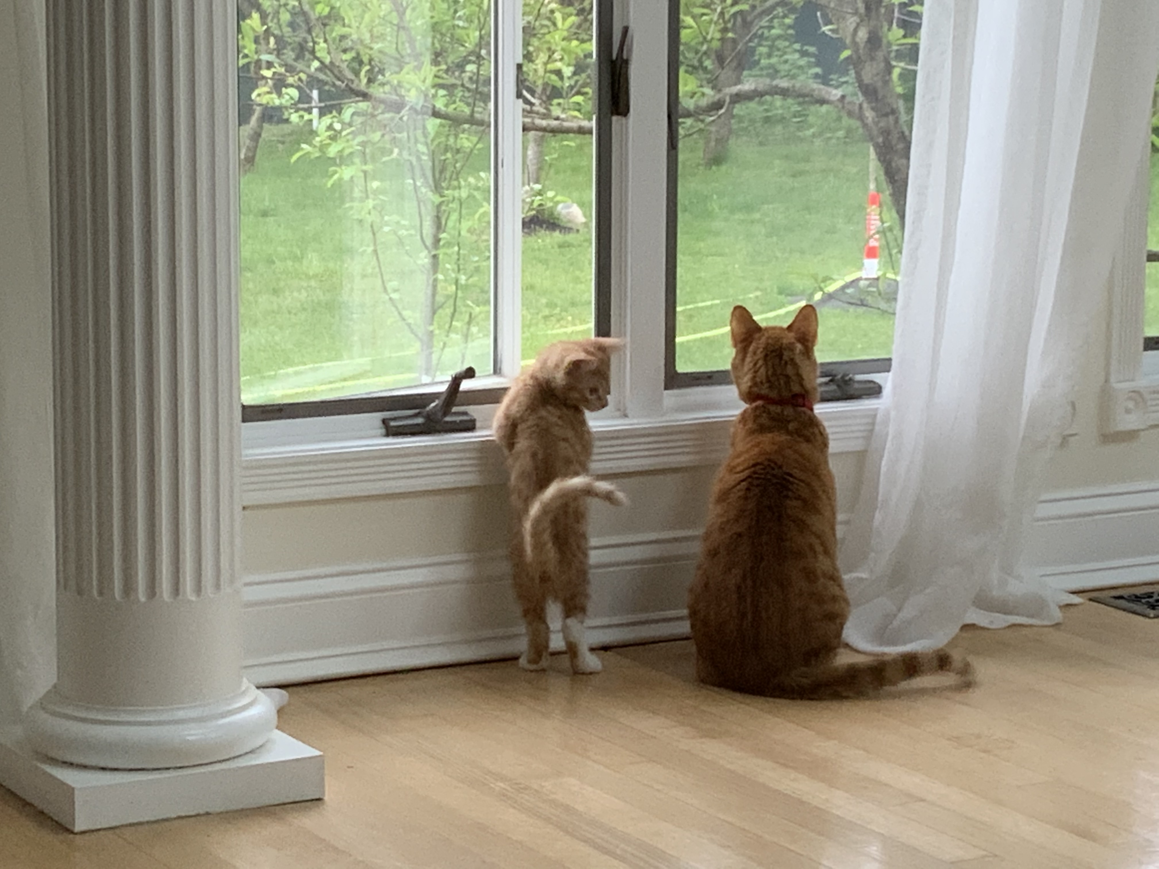 Getting a Second Cat TheCatSite