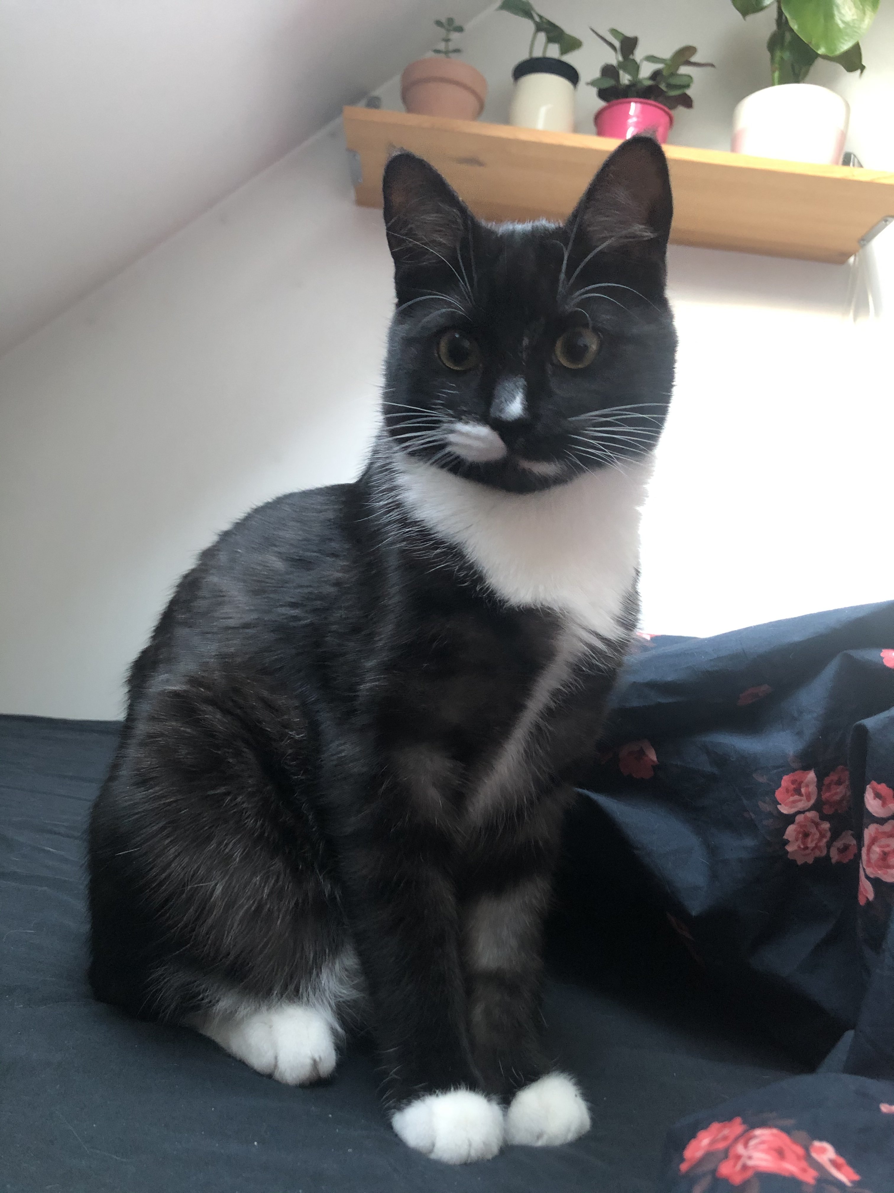 10 Viral Double Coat Cat Breeds Picture to Make Your Weekend Better