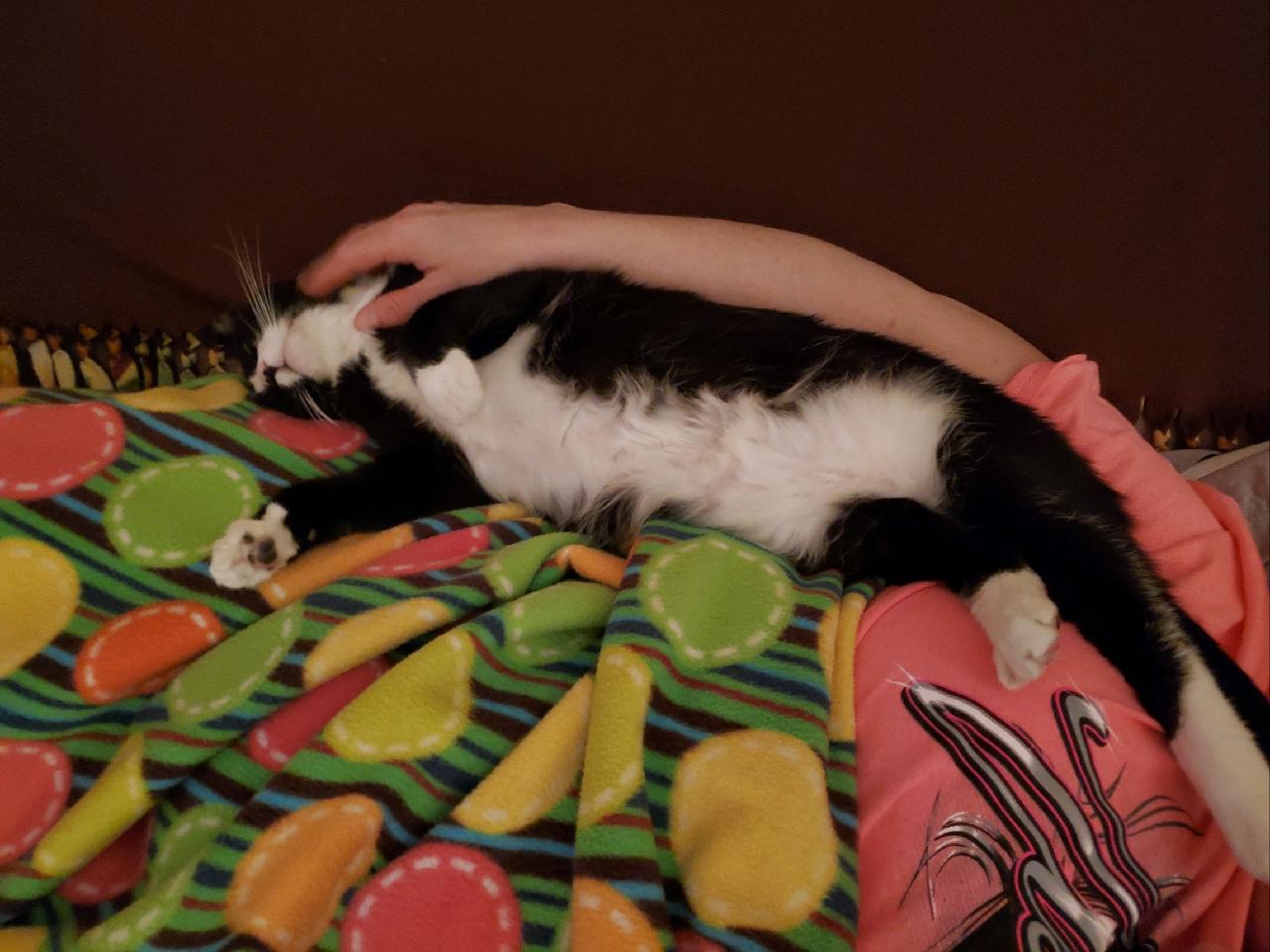 Had to put cat to sleep TheCatSite