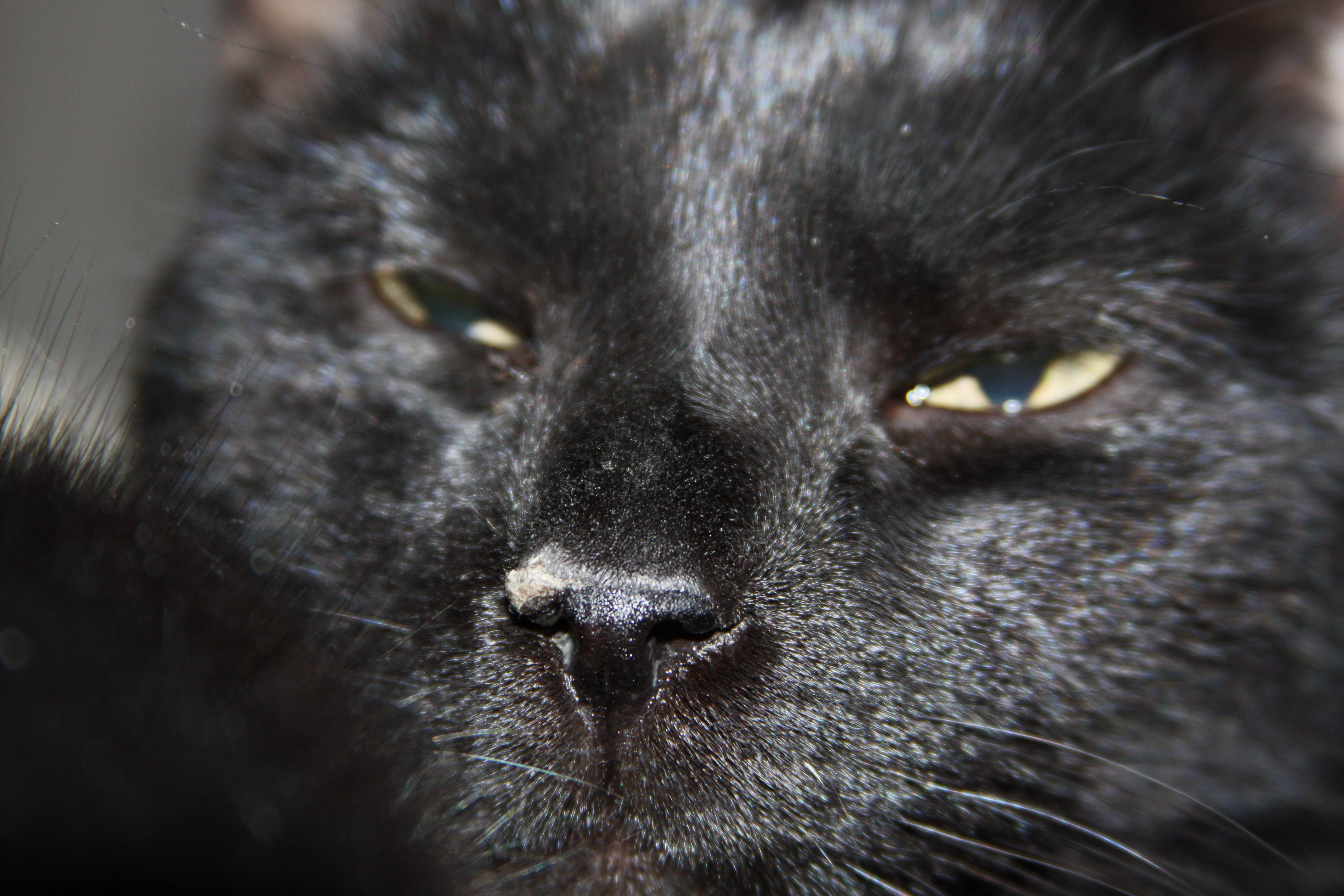 Growth On Cats Nose Pad TheCatSite