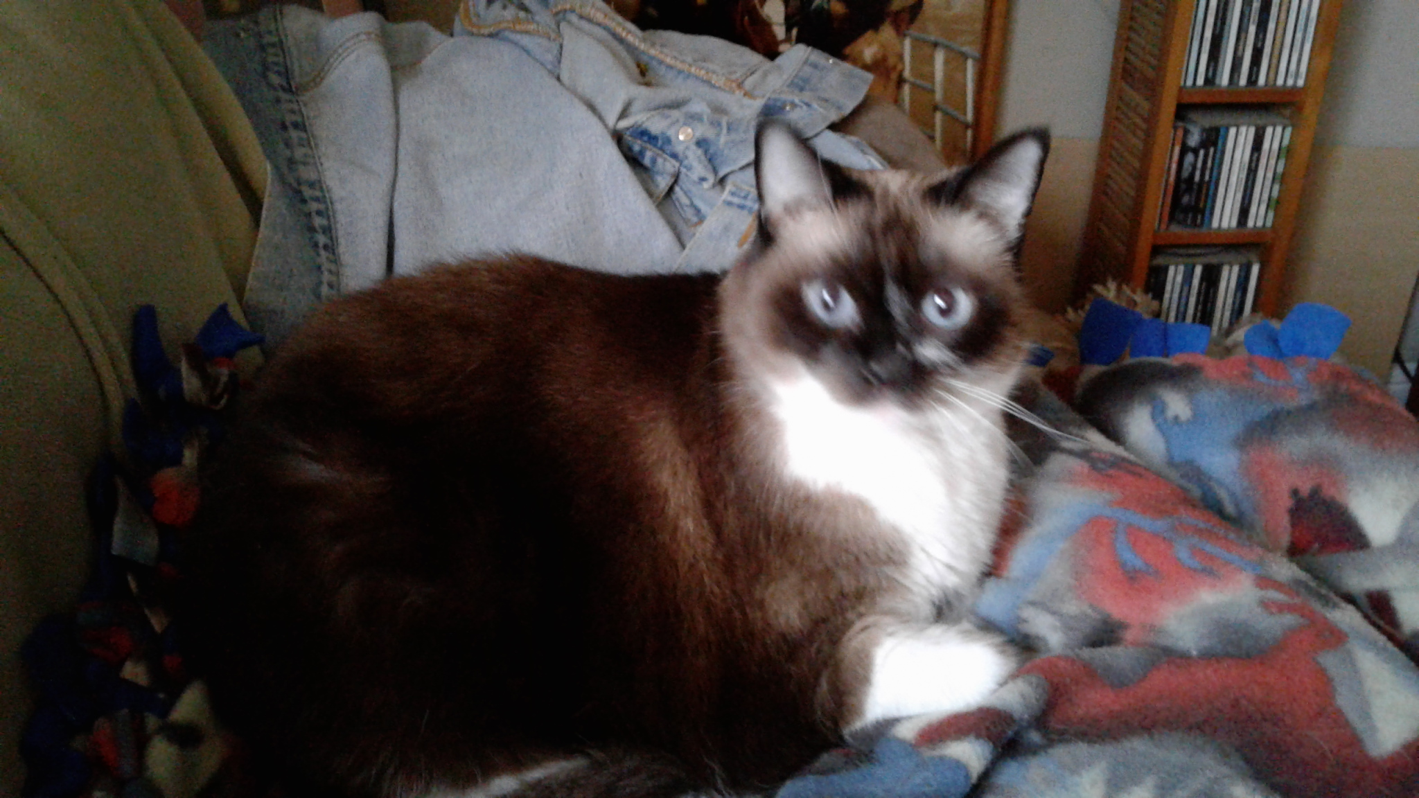 My new cat squeaks instead of meows! Page 2 TheCatSite