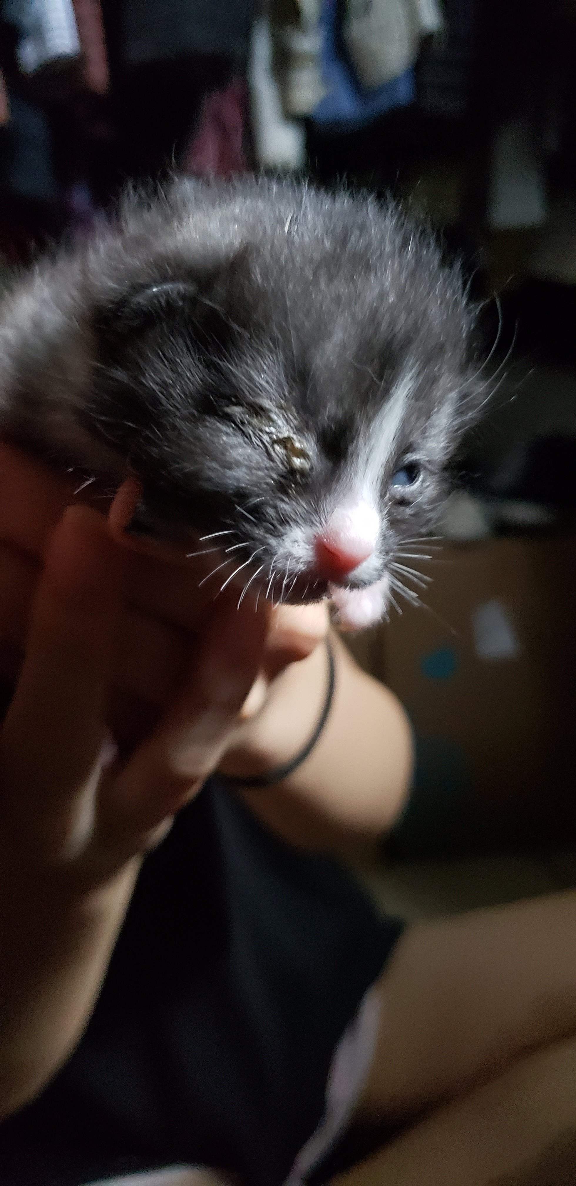 My Newborn Cats Eye Is Crusty Help!/other Kitten Issues TheCatSite